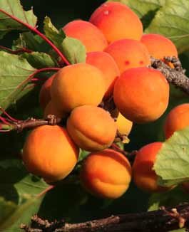 Best apricots