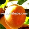 THE APRICOT FRUITS