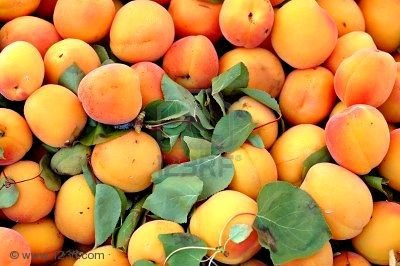 QUALITY FRESH APRICOTS FRUIT FOR SALE
