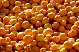 Fresh Apricots