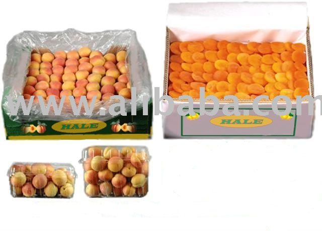 Apricot