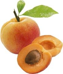 APRICOT