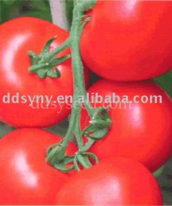 early mature  tomato  seed , tomato  seed