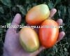 fresh tomato