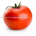 Fresh Red Tomato fron India