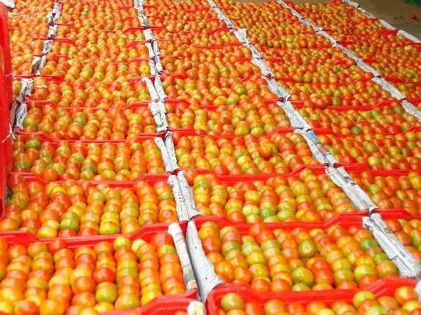 Fresh Tomatoes