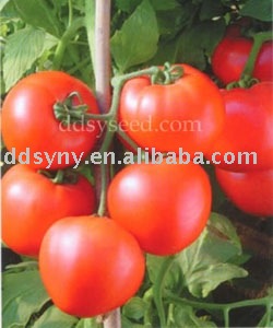 early mature tomato seed,fresh tomato seed