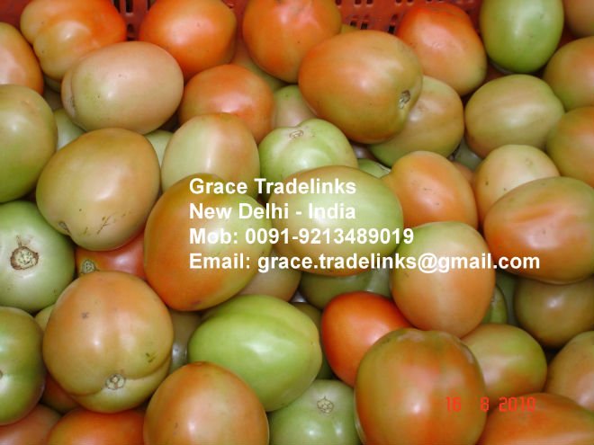 Fresh Indian Tomatoes