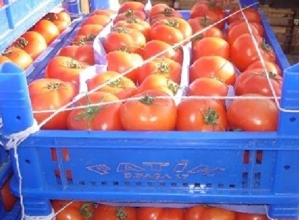TOMATO