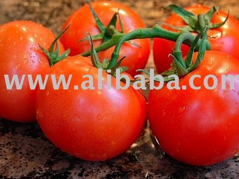 Fresh Tomatoes