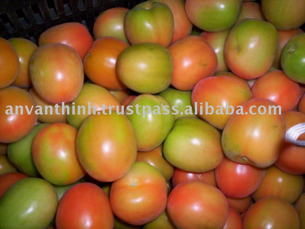 Fresh Tomato, Fresh Vegetable