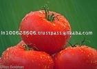  Fresh   Cherry   Tomato 