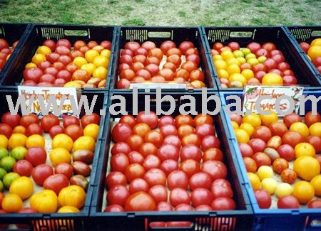 Tomatoes