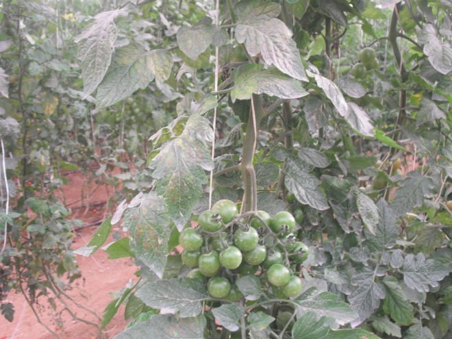 Cherry tomato