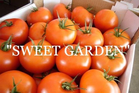 Tomatoes from Poland