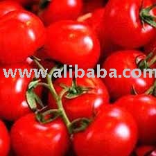 fresh tomatoes