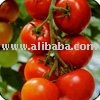 Fresh Tomato