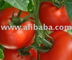 Tomatoes
