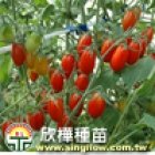 (3507)F1 Tomato Summer Baby