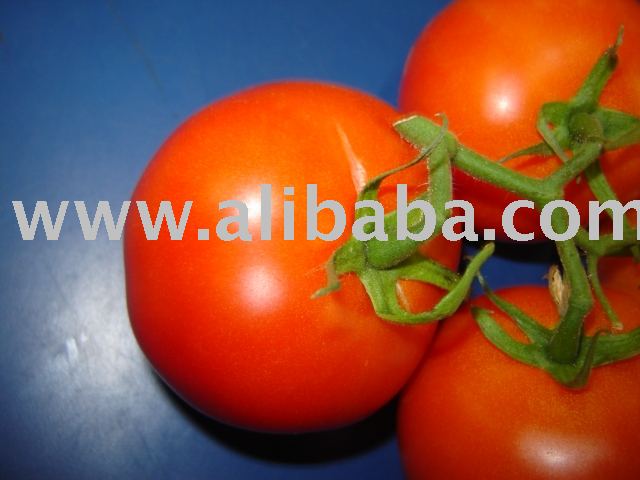Tomatoes on the vine