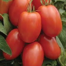 ROMA TOMATO
