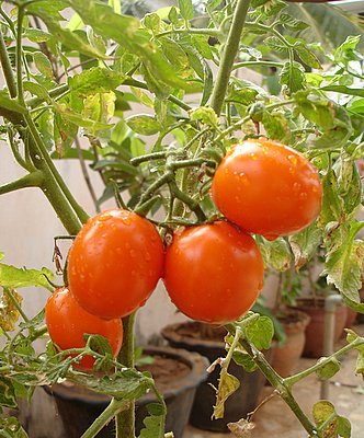 WELL GRAWN AND RESERVED/ PRESERVED FRESH TOMATOES NOW READY AND