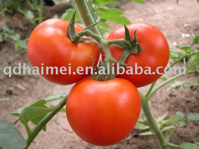 chinese fresh cherry tomatoes