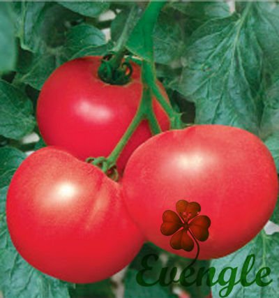 Fresh Tomato/Israeli Tomato/NO Pesticide Residue