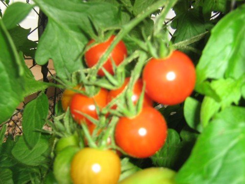 QUALIITY RED FRESH TOMATOES
