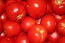fresh tomatoes