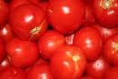 fresh tomatoes for sale