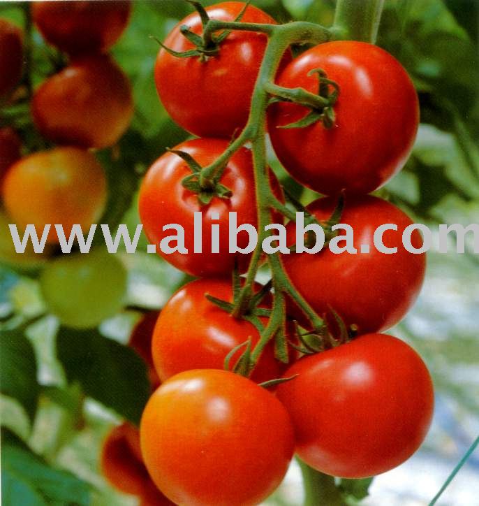 Tomato