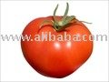 FRESH TOMATO