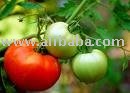,onion,garlic tomatoes red garlic