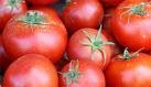fresh tomatoes