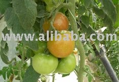Tomato