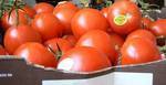 Egyptian TOMATO