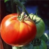 fresh tomatoes