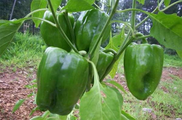 Green Pepper