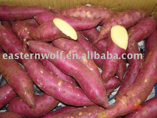 China Fresh Sweet Potato in Carton Package
