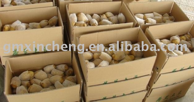 fresh holand potato,new crop 2009
