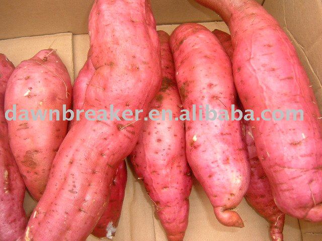 2010 new fresh sweet potato