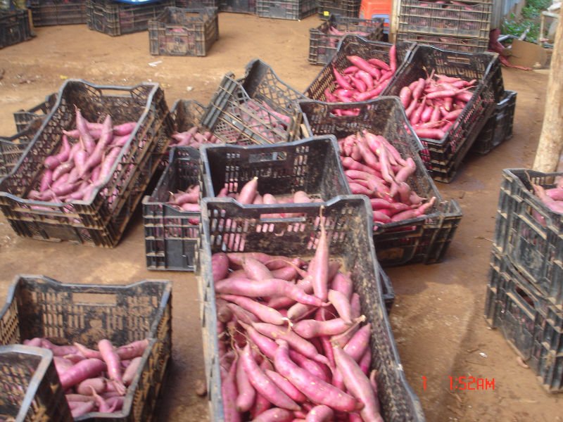 Exporting Sweet Potato with best cheap price