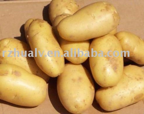 fresh holland potato China (new crop),China HUALV price supplier - 21food