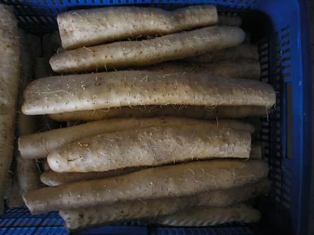 fresh chinese yam