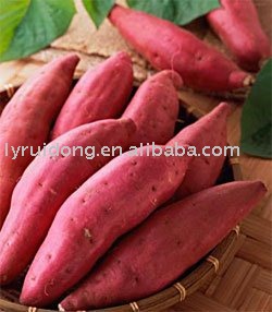 Fresh sweet potato