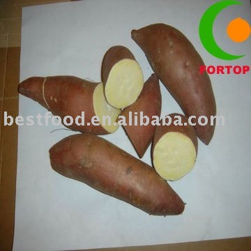 sweet potato