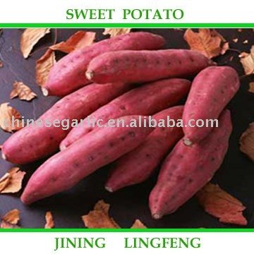 Sweet potato