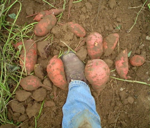 Naturally Grown Sweet potatoes,taro,ginger,chick peas for sale