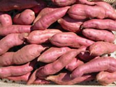 SWEET POTATO